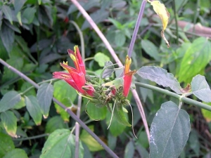 Cây bìm bịp, xương khỉ, mảnh cộng, bìm bìm