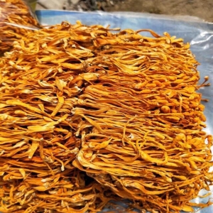 Bán đông trùng hạ thảo