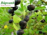 Một số bài thuốc từ cây phèn đen